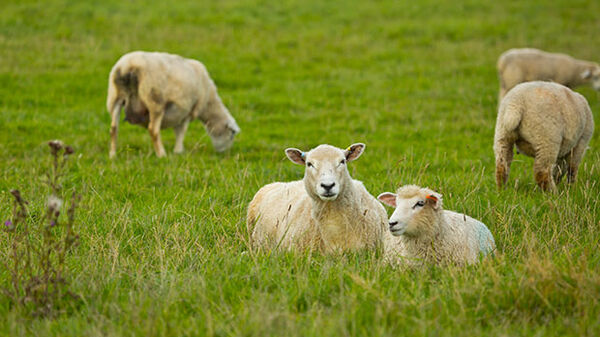 sheep in english-sountryside