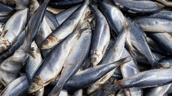 Pile of herring