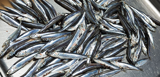 little silver fish