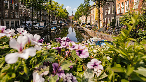 Flowers along bridge in front of canal, Jordaan, Amsterdam, Netherlands