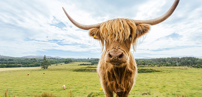 long haried cattle with big horns 