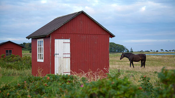 Aero Island horse