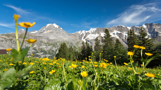 Wildflowers in the Berner Oberland, Switzerland