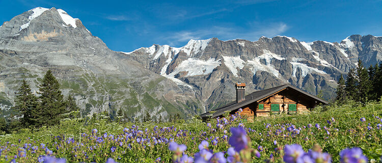 Chalet amid Alps and flowery meadow, Berner Oberland, Switzerland