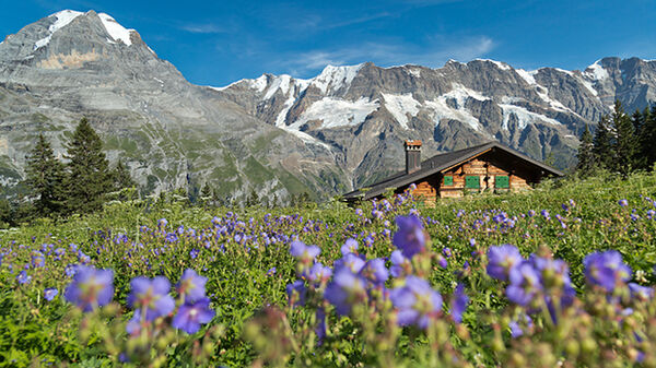 Chalet amid Alps and flowery meadow, Berner Oberland, Switzerland