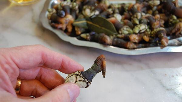 plate of barnacles