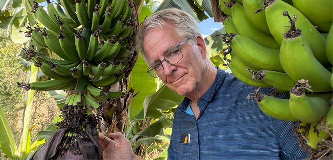 Rick amid bananas, Central America