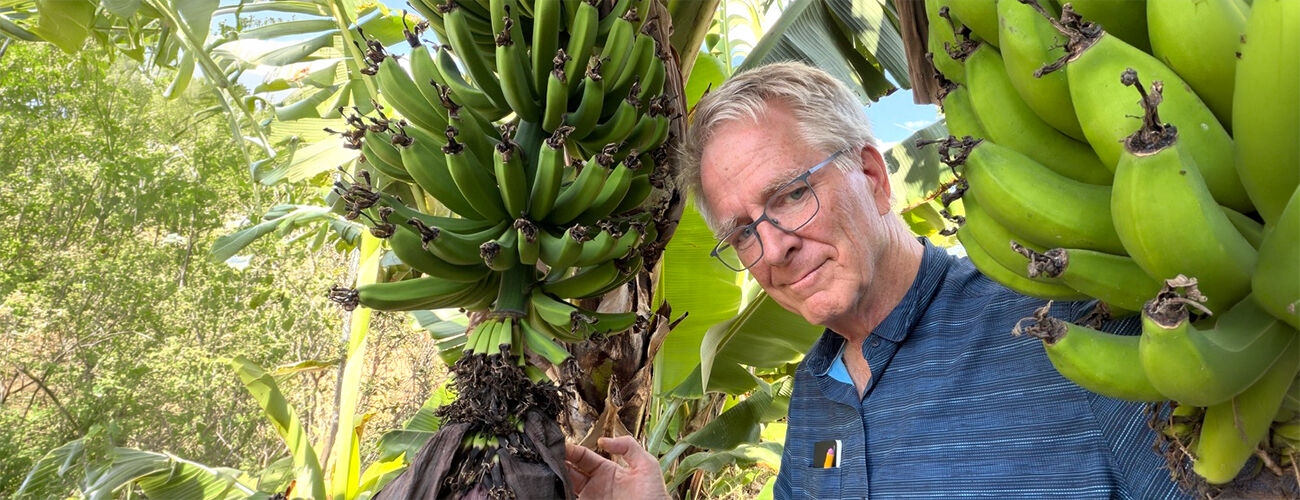 Rick amid bananas, Central America